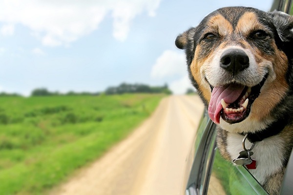 Co potřebujete na cestování se psem